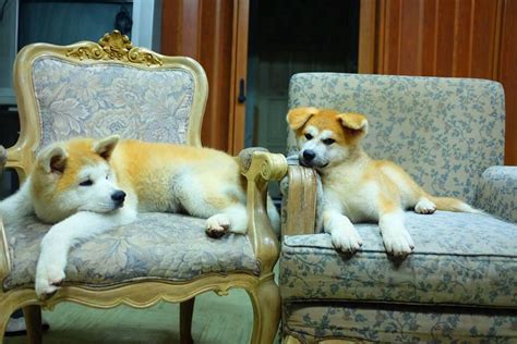 akita philippines|Shiro Ookami Kennel, Japanese Akita Inu & Shiba Inu .